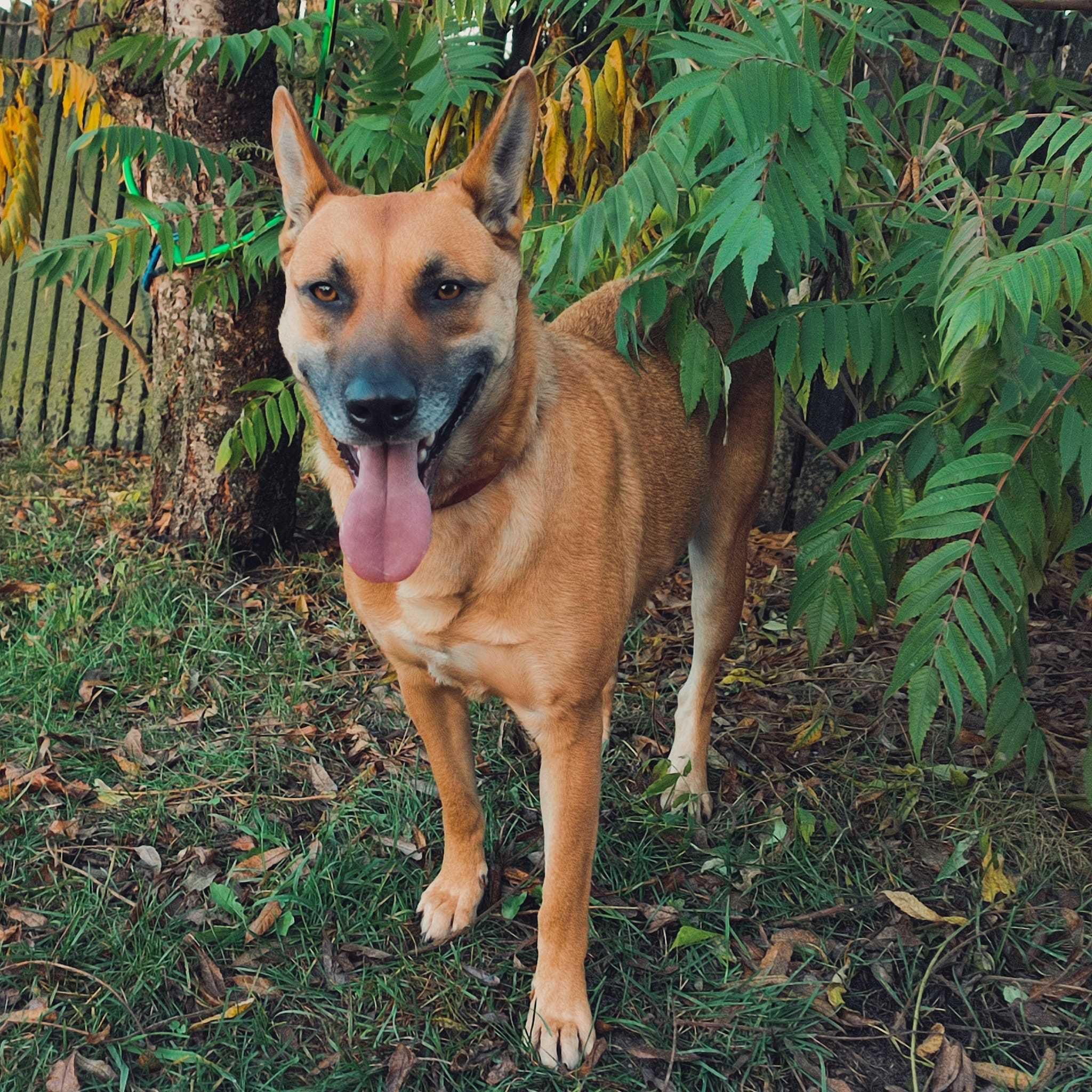 Mona suczka 3 lata  owczarek typ Malinois