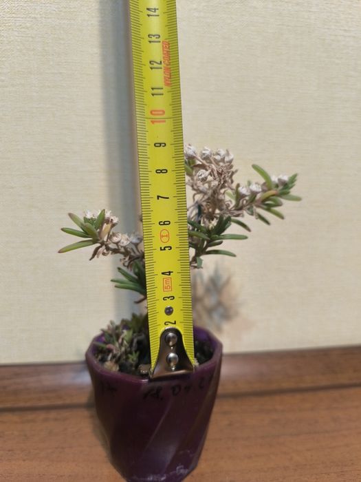 Бонсай. Местоклема. Доросла рослина.