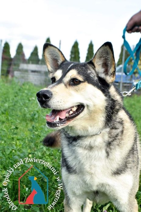 Axel 169/21 - SZUKA DOMU!