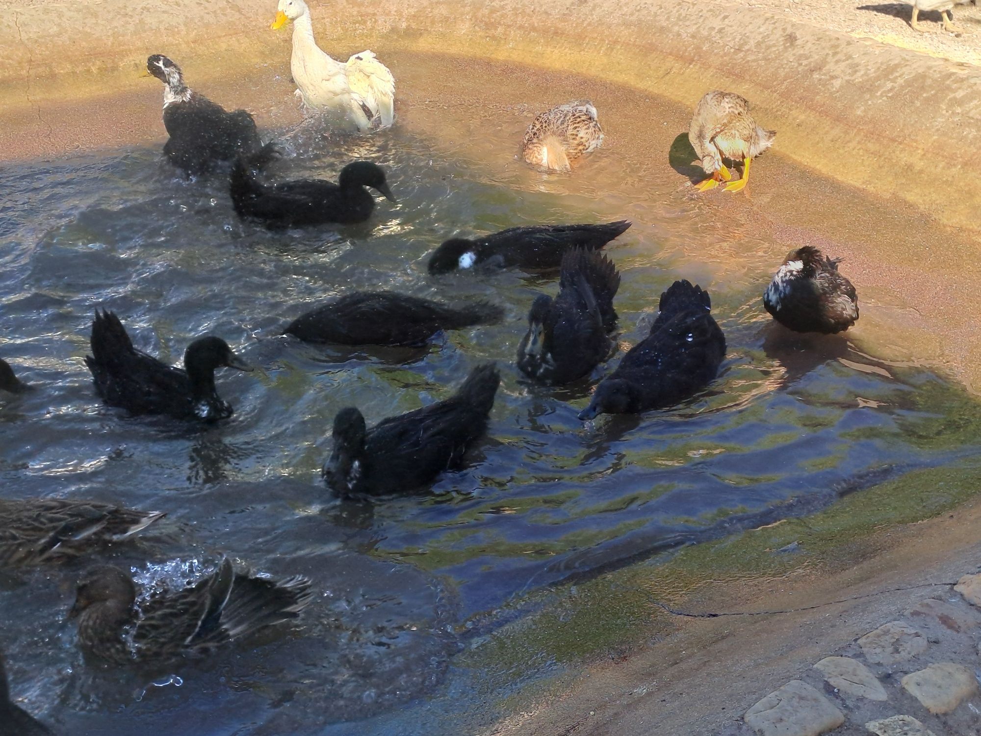 Patos pretos adultos