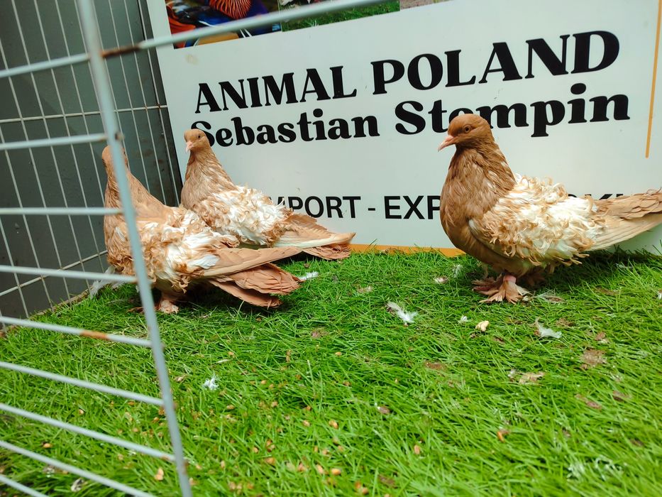 Gołębie. Loczki. Loczek. Możliwy transport