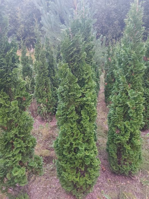 Tuja na żywopłot 180-200cm "Degroots Spire" Ładniejszy Szmaragd