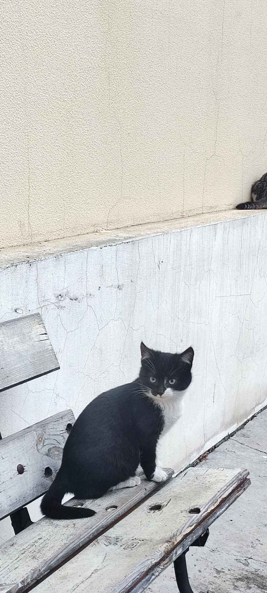 Самые маленькие котята в этот не сезон бесплатно