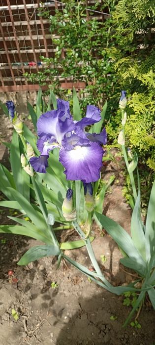 Продам саженцы растений