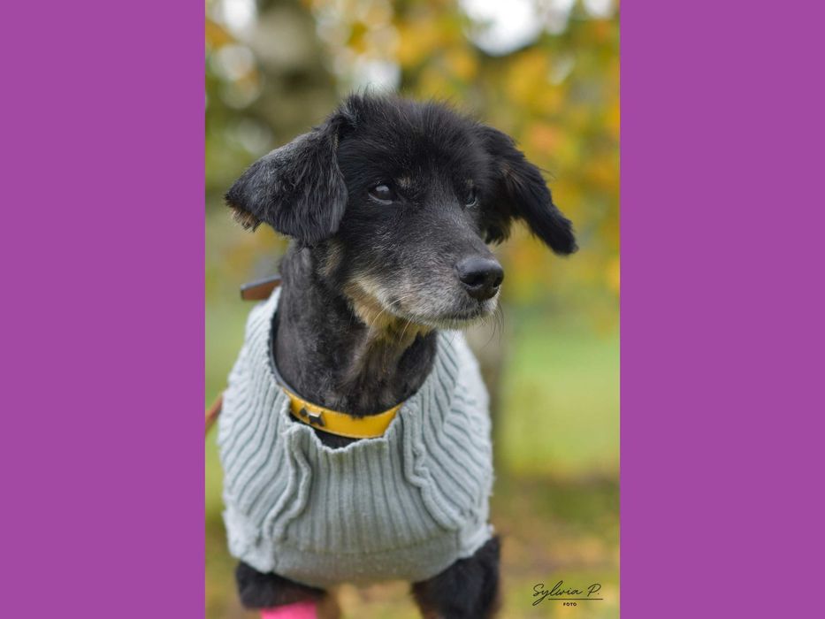 Beniu - malutki staruszek czeka na dom (może być tymczasowy)