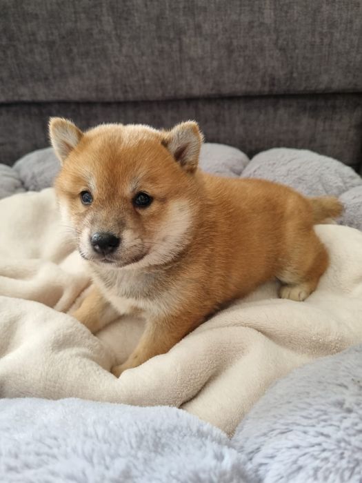 Shiba Inu suczka rezerwacja