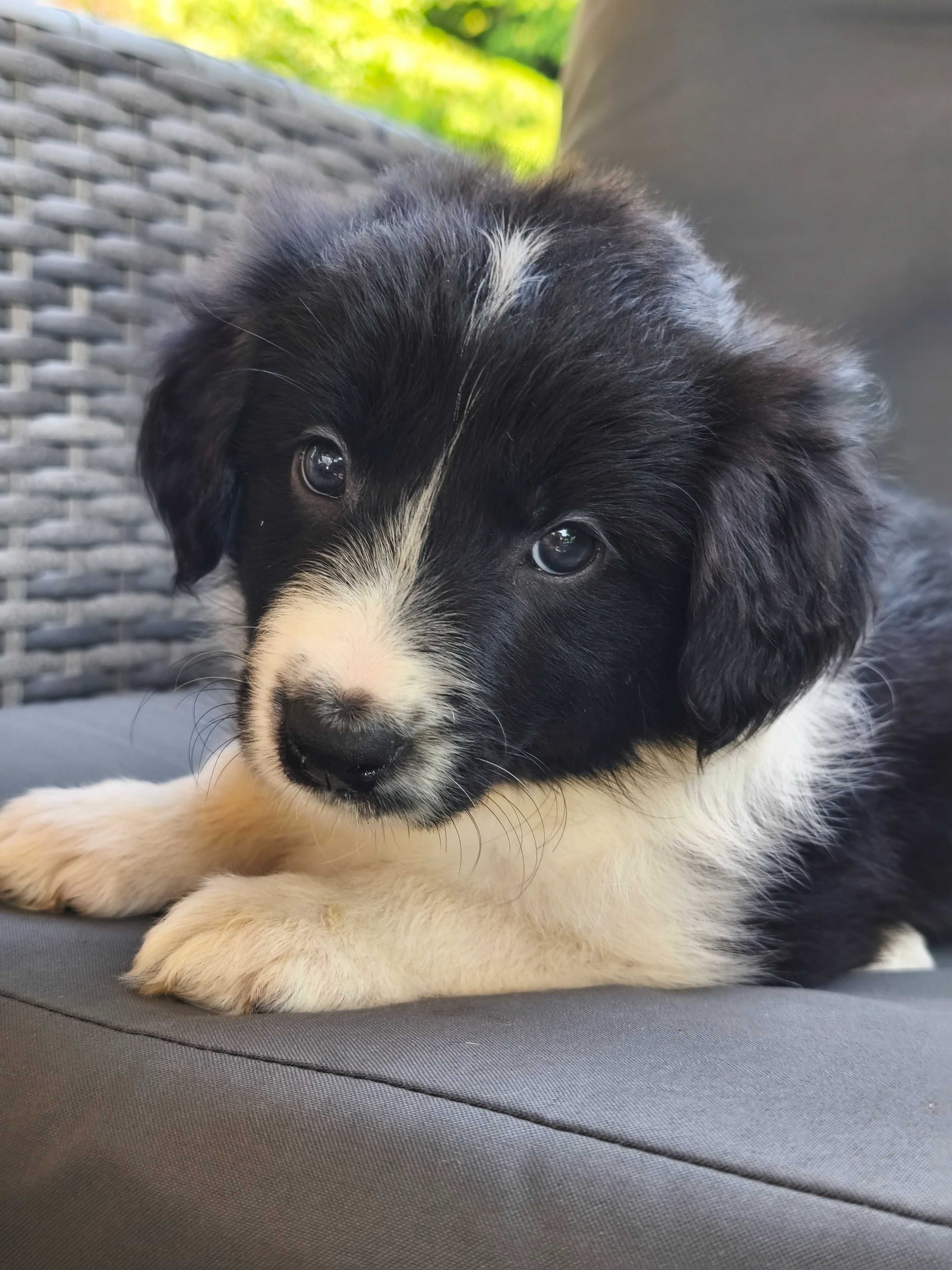 Border Collie - piękna suczka - Cendy