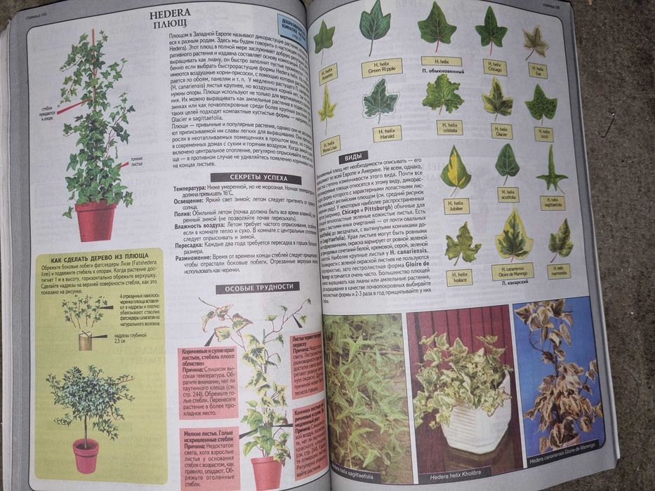 Комнатное цветоводство.  Все о комнатных растениях. Хессайон