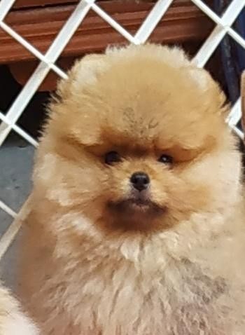 Pomeranian z rodowodem FCI