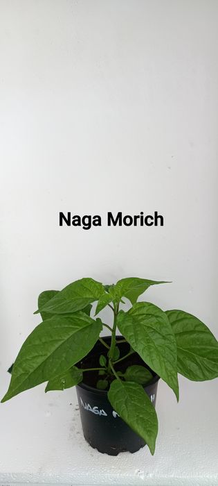 Plantas de malaguetas ardência nuclear (extrema)