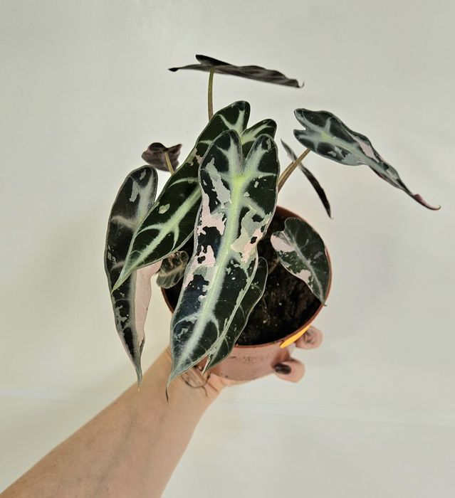 Alokazja bambino pink variegata Alocasia