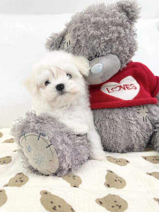 Самые красивые мальтезе у нас(Корея FCI)