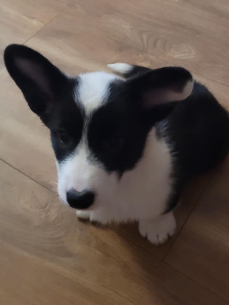 Welsh Corgi Cardigan FCI