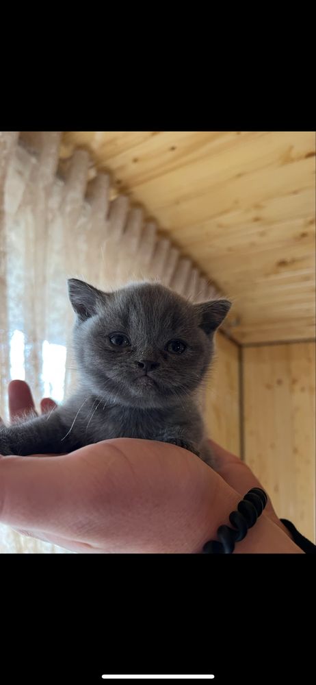 Продаю гарного чистокровного  котика