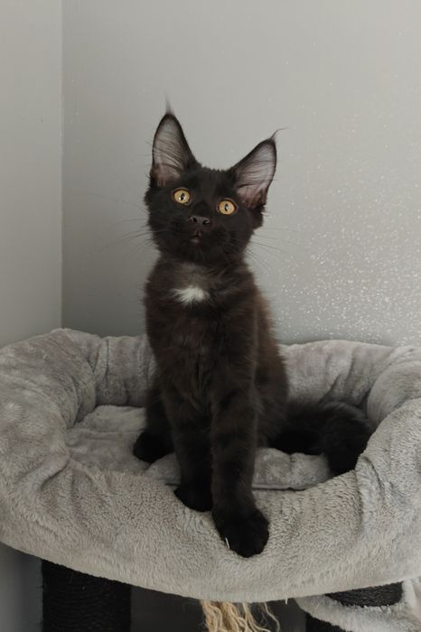 Kocurek Maine Coon gotowy na zmianę domku