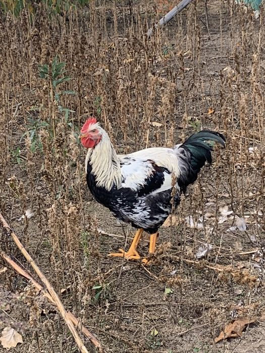 Kogut z przydomowej hodowli