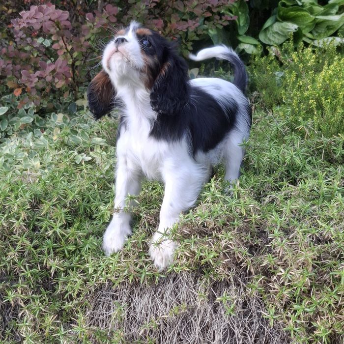 Szczeniak Cavalier King Charles Spaniel FCI Związek Kynologiczny w Pol