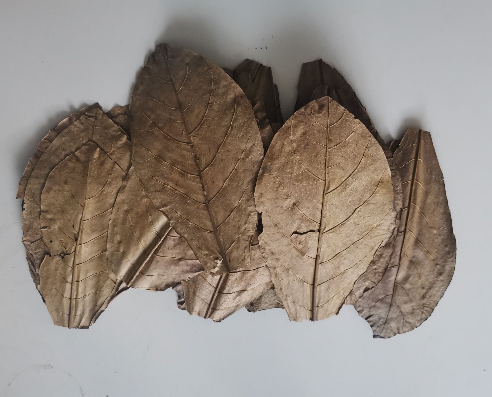 Liść Ketapangu liście Migdałecznika
