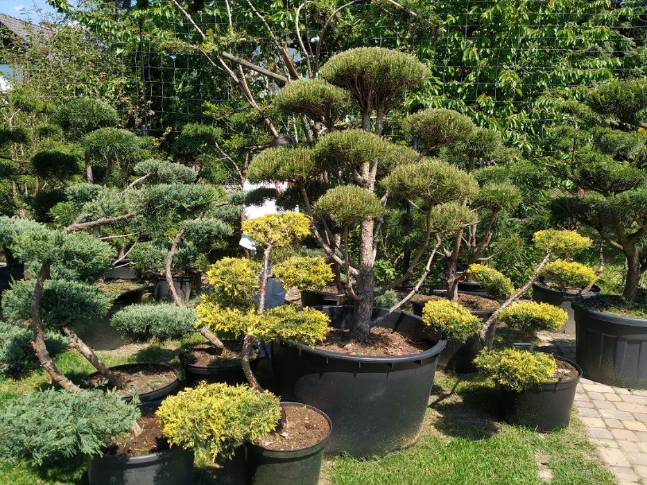 NIWAKI - BONSAI -szkółka - drzewa i krzewy formowane ,