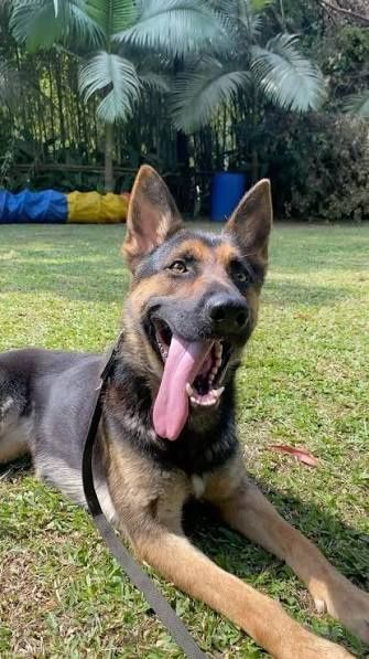 Fêmea Pastor Alemão com LOp/pedrigree