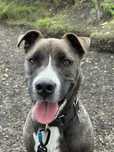 Turbo- młody mix amstaff szuka nowego domu