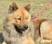 Szczeniaki Eurasier