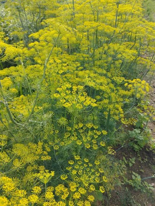 Koper do ogórków - 2 pęczki