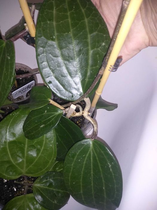 Хойя Латіфолія, зріз визрівшого вузла. Вкорінені запитуйте.