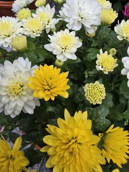 Wyprzedaż! Chryzantemy drobnokwiatowe kompozycje10-15zł