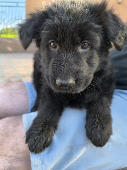 Czarna Suczka Długowłosa