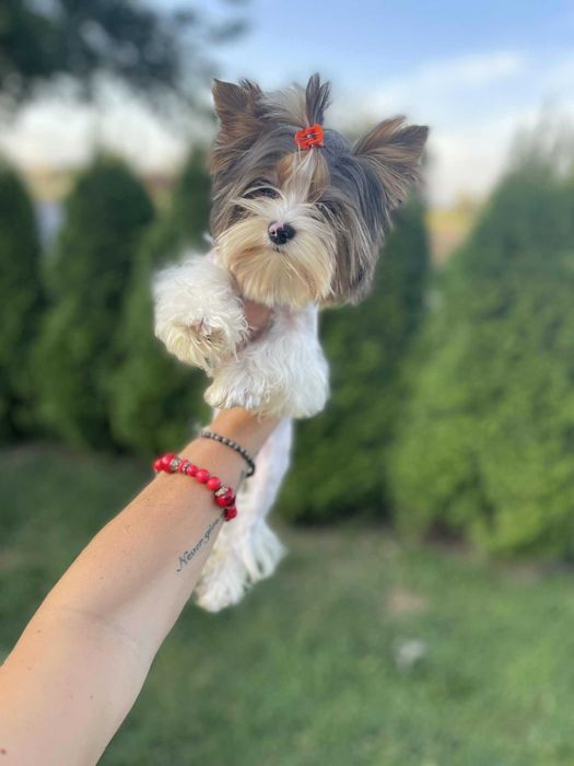 Bluberry yorkshire terrier miniaturka biewer 1 ,20 kg paszport