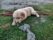 Golden Retrievier
