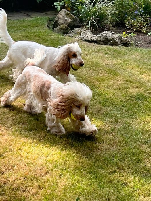 Suczka Cocker Spaniel Angielski do rezerwacji