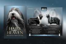 Bearded Collie ZKWP miot