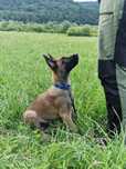 Owczarek belgijski Malinois FCI-piesek