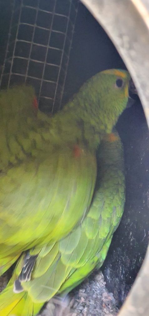 Amazonas aestiva