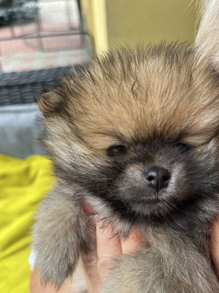 Szpic pomeranian suczka