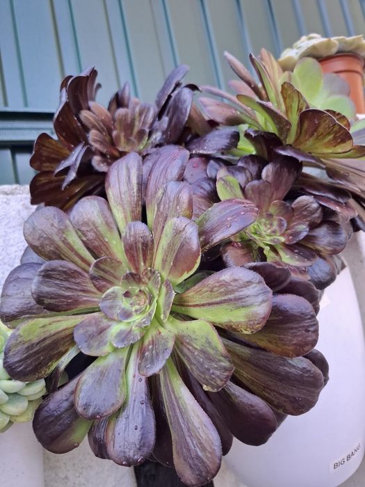 Plantas Suculentas raras de coleção