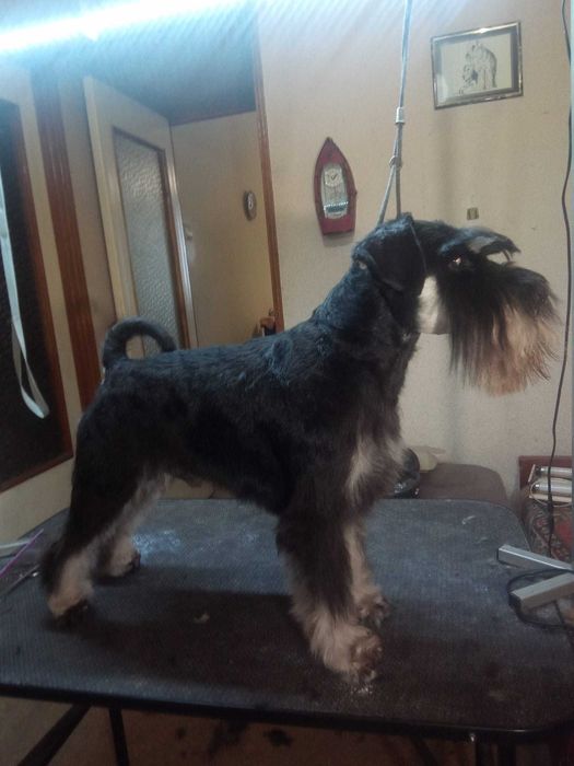 Тримминг и стрижки собак.