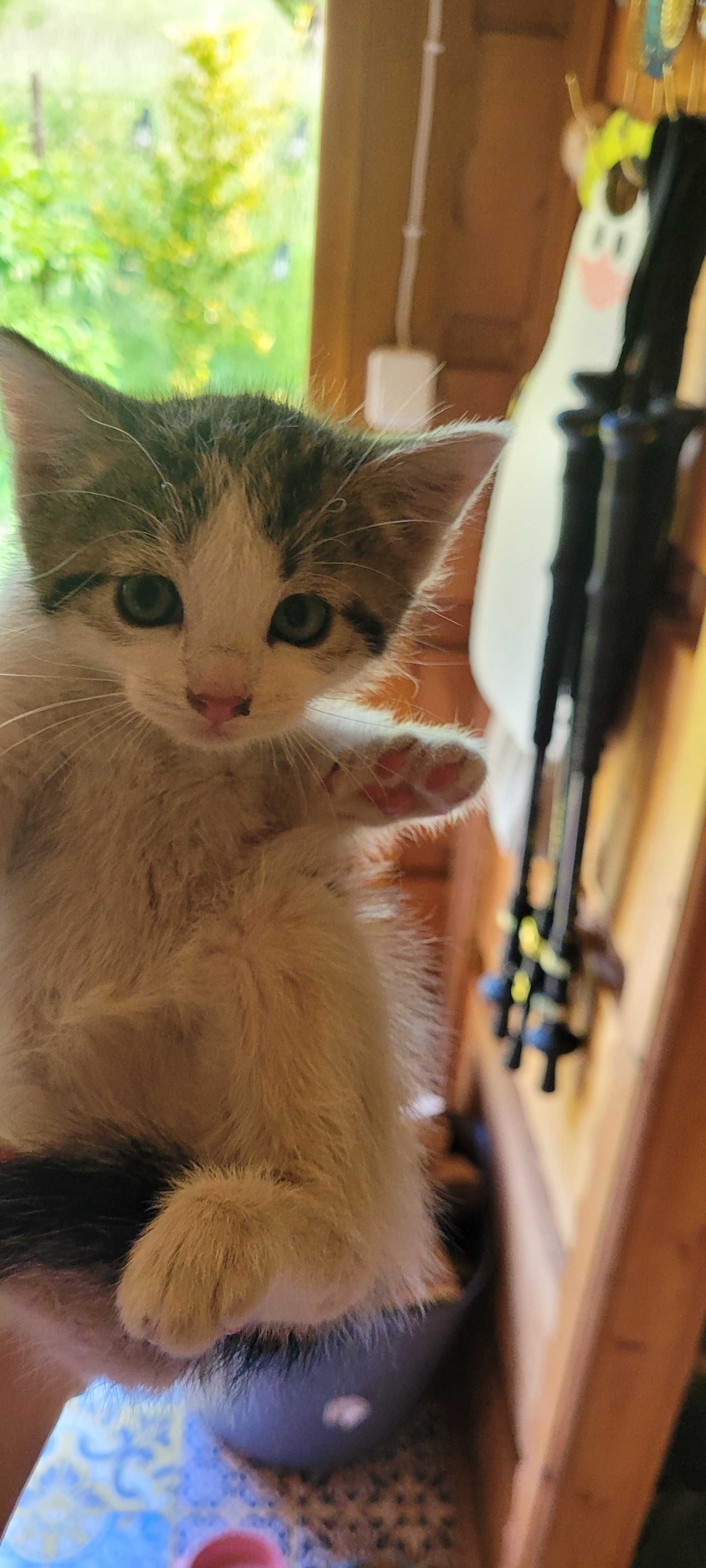 Kotki do adopcji