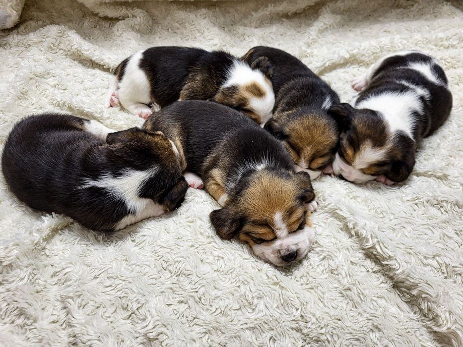 Цуценята бігль триколор ККУ готові до бронювання