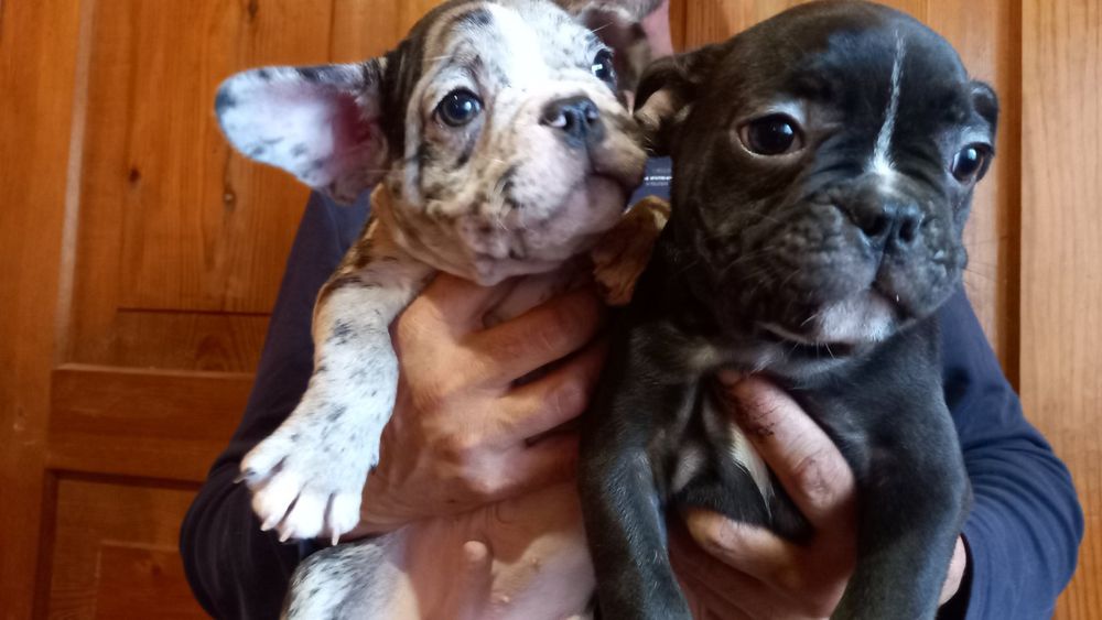 Хлопчики французи.