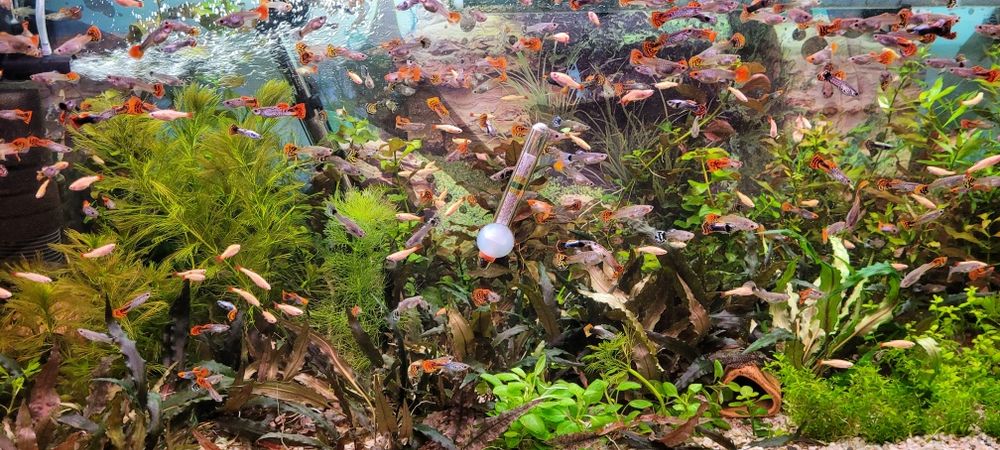 Witam sprzedam glupiki