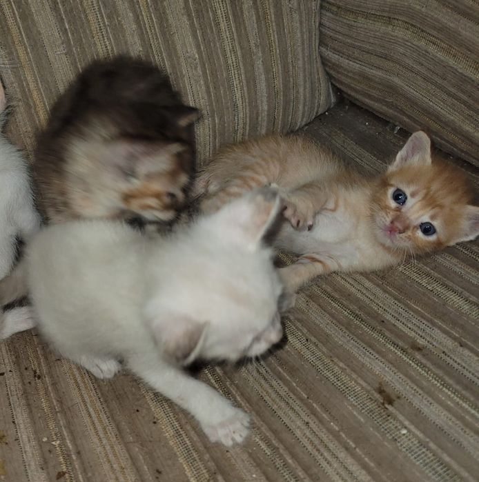 Gatinhos para adopção