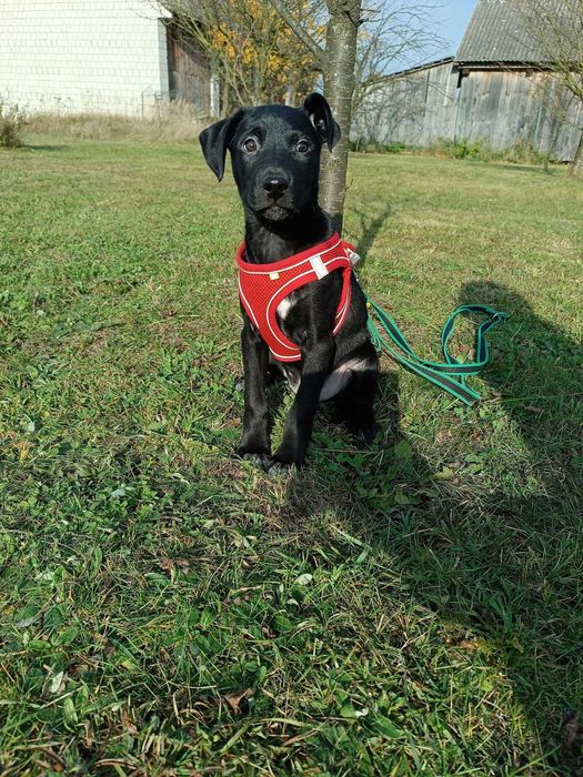 G O N Z O szuka SWOJEGO człowieka!