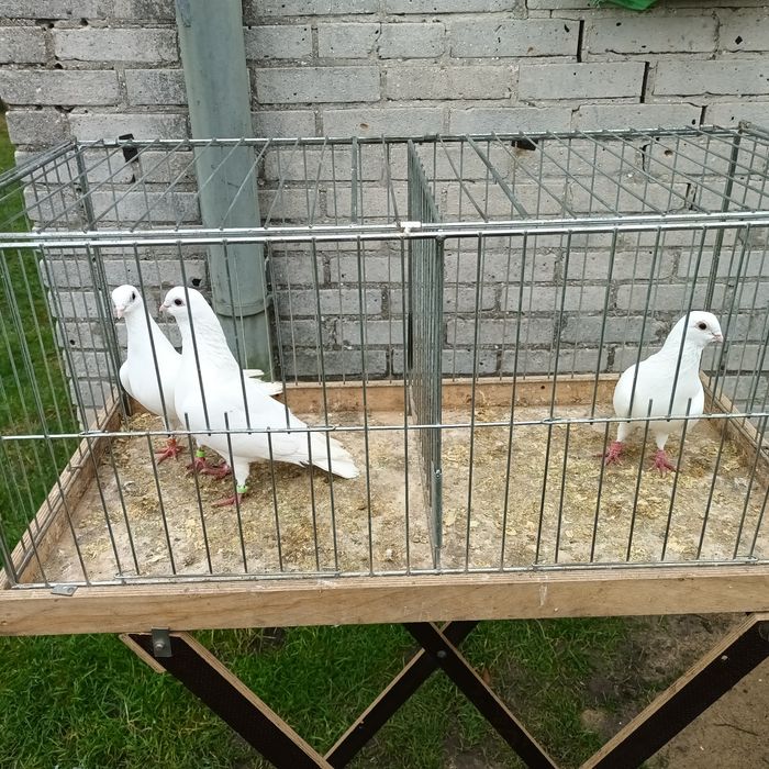 Sprzedam gołębie jasne i pocztowe