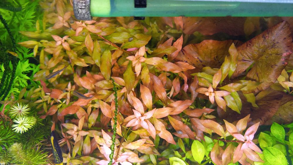 Аквариумные растения .