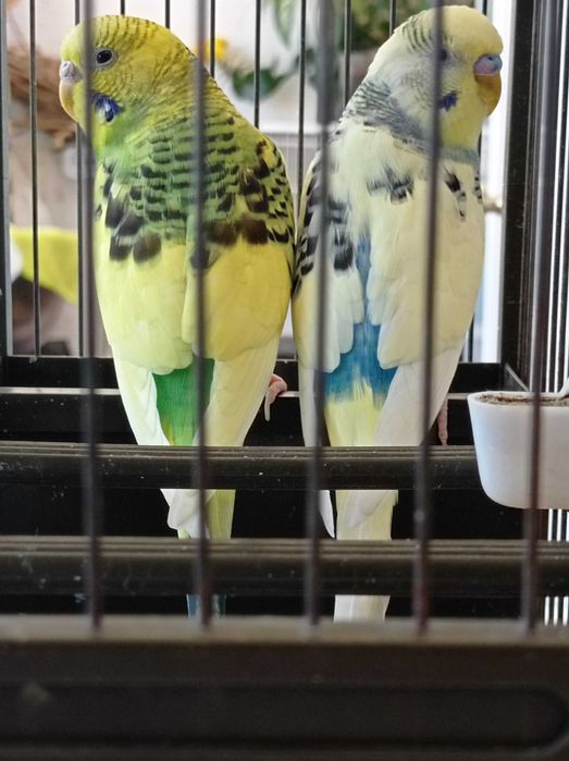 Casal de Piriquitos mais Gaiola Tipo Casa