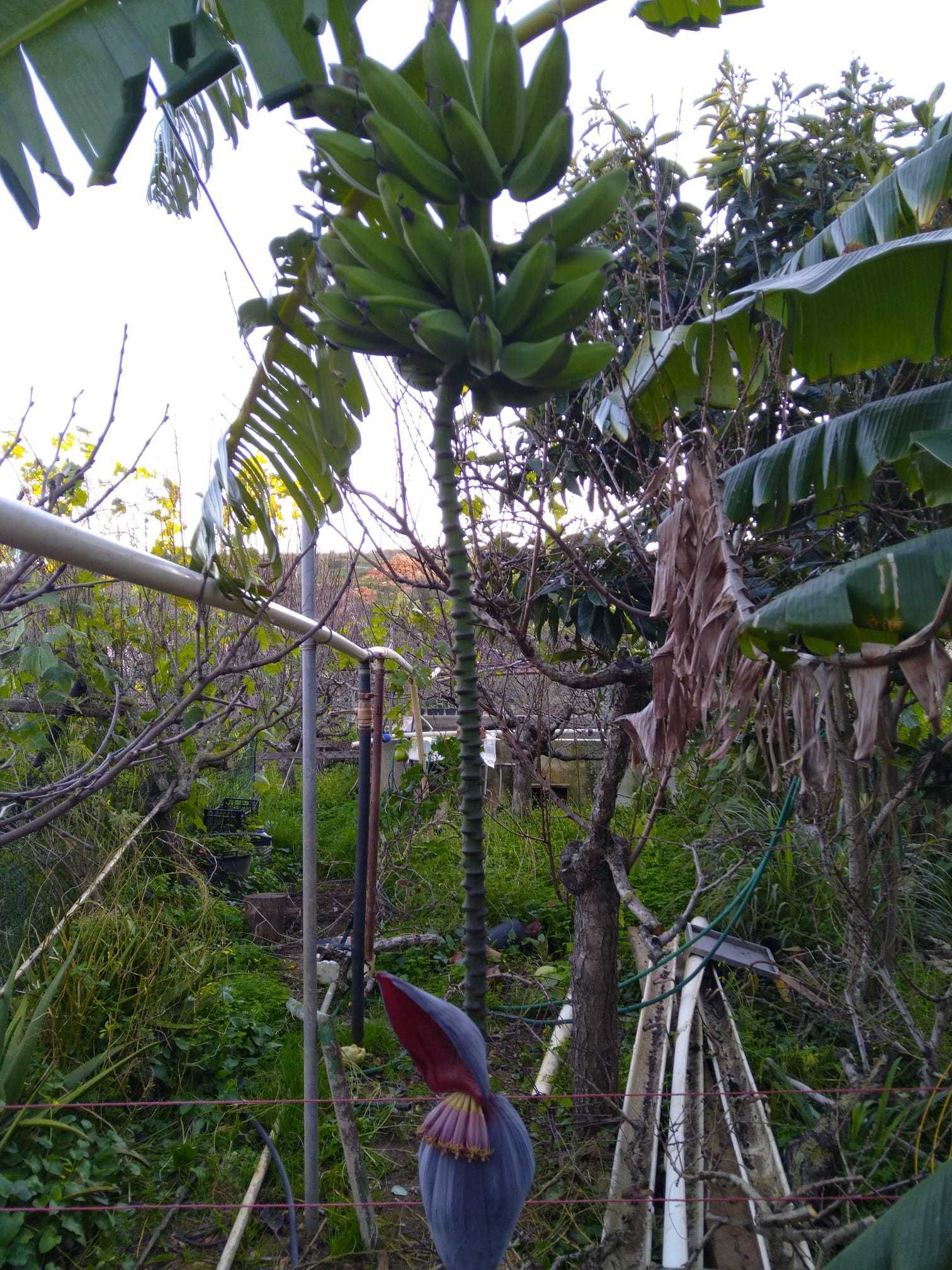 Bananeiras da Madeira e banana pão vários tamanhos