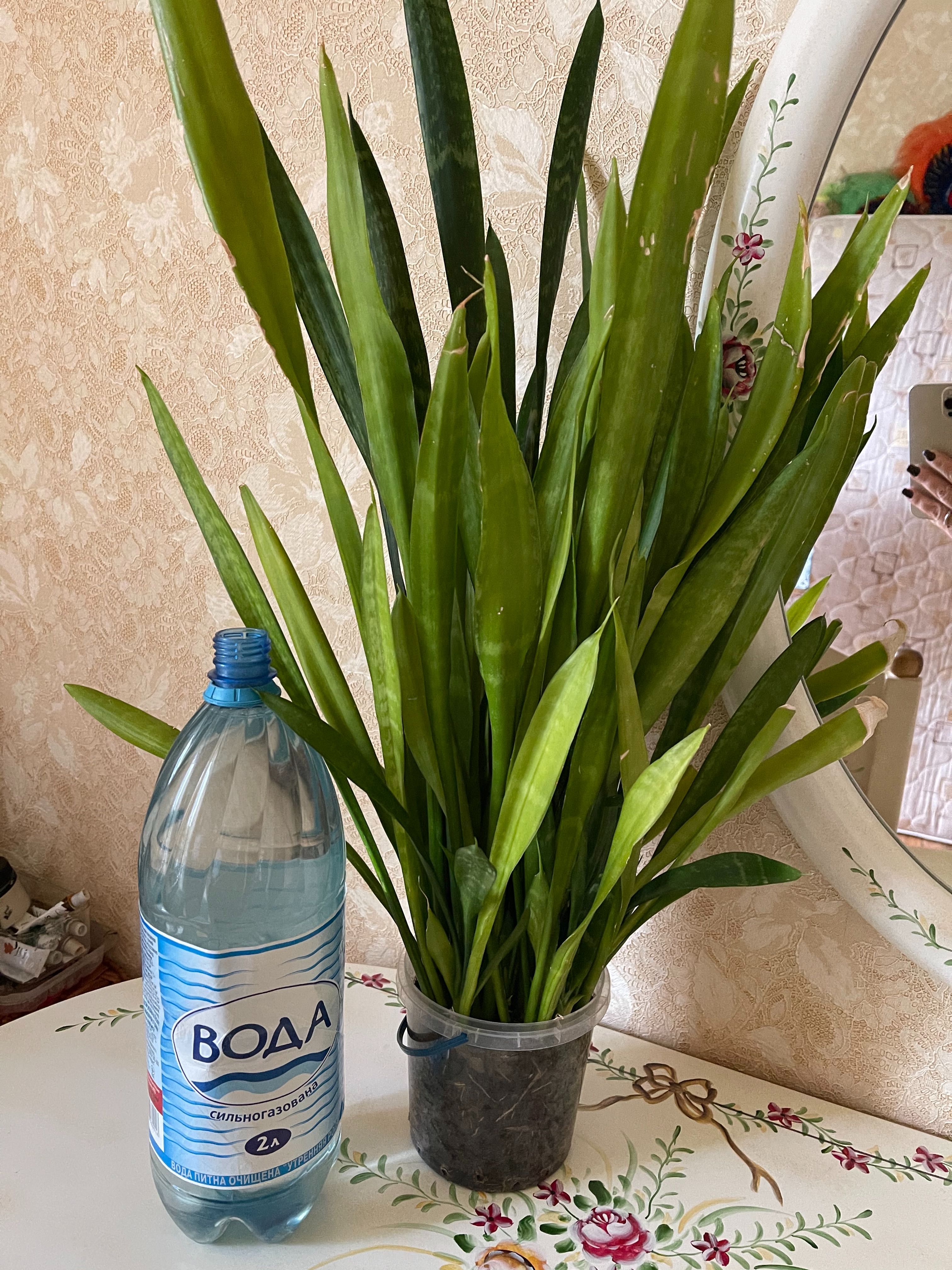 сансевиерия  в горшке
